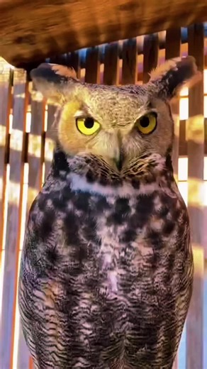 Enchanting Owl Hooting Sounds Compilation