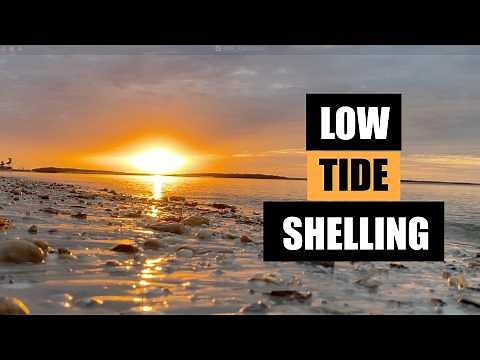 Early morning shell hunting at low tide. I left the best shell behind on purpose!