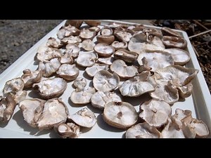 Our favorite Shiitake Recipe!! Increase Vitamin D content!