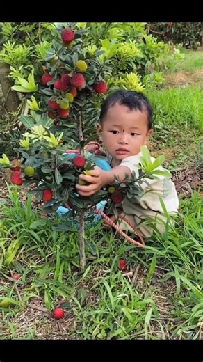 Chinese Bayberry Harvest 🍒 | Fresh Yangmei Fruit from Farm