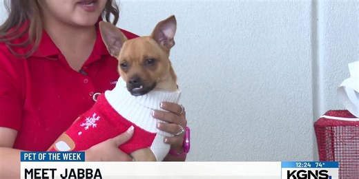 Pet of the Week: Meet Jabba, the one-year-old pug-chihuahua mix!