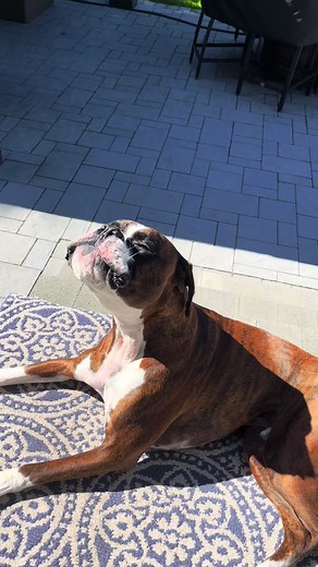 Discover Unique Dog Sounds That Will Amuse You