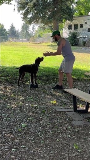 Hold / fetch training 6 month Pudelpointer NAVHDA