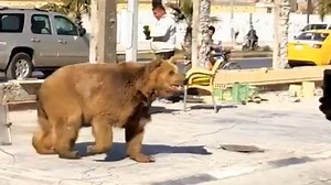 11K views · 68 reactions | See how an escaped Syrian brown bear causes chaos following its escape from a local store. Sadly the bears' population has plummeted due to years of war and deforestation. | National Geographic UK | Facebook