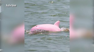 2M views · 30K shares | INCREDIBLE! A rare dolphin named “Pinky" was...