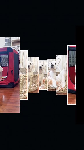 15 reactions · 15 comments | Sterling Silver collar female - English...