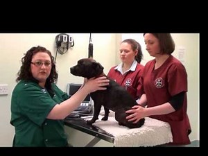 Small animal abdominal ultrasound video 9 HD - Completing the abdominal ultrasound exam