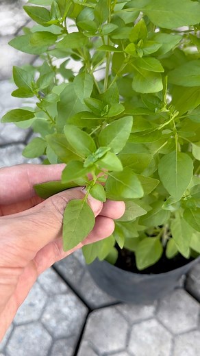 773K views · 18K reactions | Grab a pen, a notebook, and write it down | Rennan Tavares Ofc | Facebook