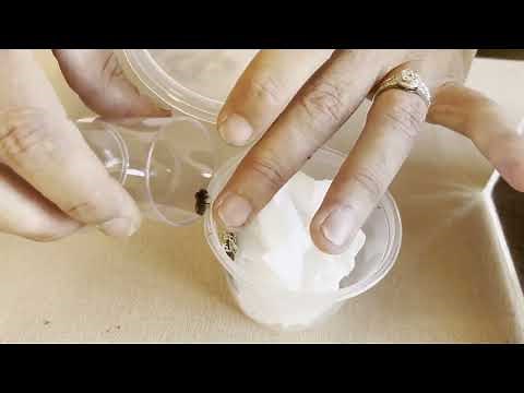 Mini Bug box with Kit Setup and our Giant Bark Jumping Spider (Servaea incana)