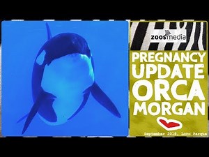 Orca MORGAN: Update zur Schwangerschaft im LORO PARQUE | zoos.media