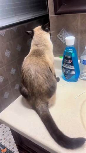 Every cat when you touch it