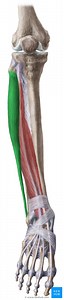 Fibular/peroneal muscles of the leg