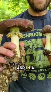 This year, grow mushrooms! 🍄 🍄 🍄 It’s fun, sustainable, and easier than you think to get started. 👉 Mushrooms are a delicious, high protein source of fiber, minerals, and antioxidants 👉 Choose from a variety of beginner-friendly edible and medicinal mushroom strains, including wine cap, oyster, and shiitake 👉 Grow outdoors on logs, in garden beds, and in containers. | North Spore