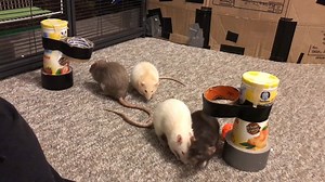 #Rats playing basket ball | Shadow The Rat