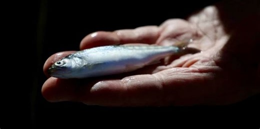 Freshwater Fish Migrations Collapsing Worldwide