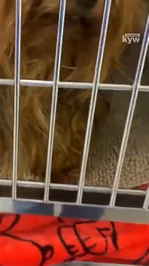 Nine purebred Yorkshire Terriers were taken in by ACCT Philly on Monday night after their owner died. Most were in decent condition, with records showing the three puppies having records as recent as last week. The healthy dogs will be transferred to partner rescues and ultimately put up for adoption. | KYW Newsradio