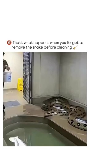 A? on Instagram: "The video captures a zookeeper’s chaotic attempt to clean a reticulated python’s enclosure by draining and refilling its pool, resulting in the 15-foot snake thrashing and splashing water everywhere without being removed first. - Posted by content creator Mehak Sarmaa, known for motivational memes, the clip uses emoji-laden captioning to blend humor with a light cautionary tale on exotic animal handling, quickly gaining 81 likes and 8,000+ views. - Originating from a recent Ins