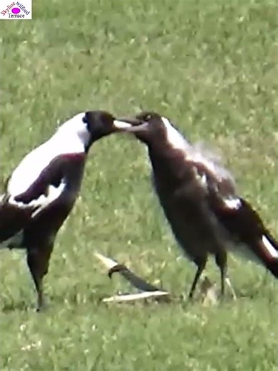Feeding baby#birdsbreeding #magpies