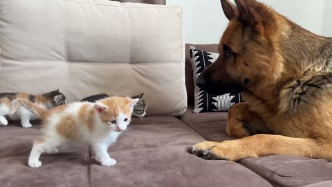 Cute Tiny Kittens Playfully Attack German Shepherd