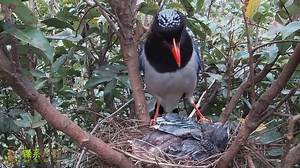 Red-billed Blue Magpie (红嘴蓝鹊,Urocissa erythroryncha) couple feeds the young. Note that one chick is Common Cuckoo -- one example of a brood parasite. Surprisingly, parents finally detect minute differences between the chicks. 🌹🌹🌹🌹 #China #nature #birds #wildlife #travel #peace #beauty #beautiful #love | Lin hillside
