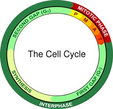 Cell cycle and Mitosis