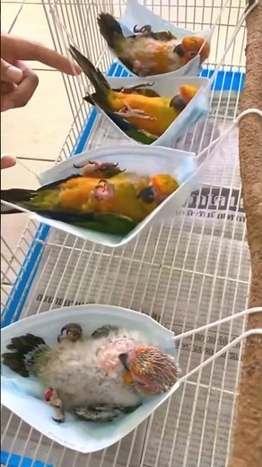 Sun Conure Bird Training #ytshorts #shorts #youtubeshorts #parrot #sunconure #bajritote #cockatiel