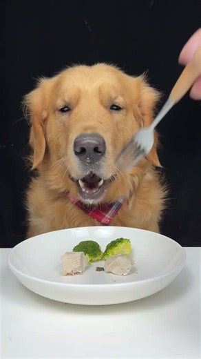 The Plate Is Officially Empty. Golden Retriever. Cute Pet Debut Plan