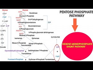 Pentose Phosphate Pathway || Hexose monophosphate shunt pathway