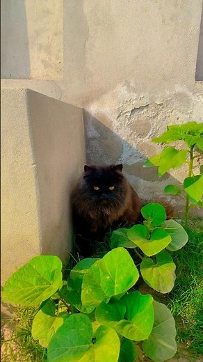 Cat Cute Babay Funny videos 🥰 #Cat #cute #mahilcat #foryou #shorts #funnycat #allah