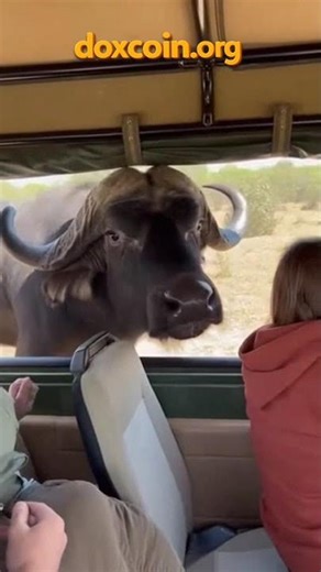 Water Buffalo Breaks Into Safari Jeep