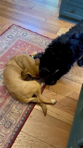 DIBS Rescue on Reels