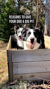 159K views · 22K reactions |  LET DOGS BE DOGS  I know, some...