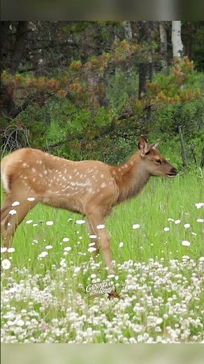 Cute Elk Calf with Mom #animals #wildlife #nature