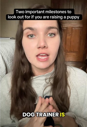 Key Milestones in Puppy Training: 4 and 8 Months