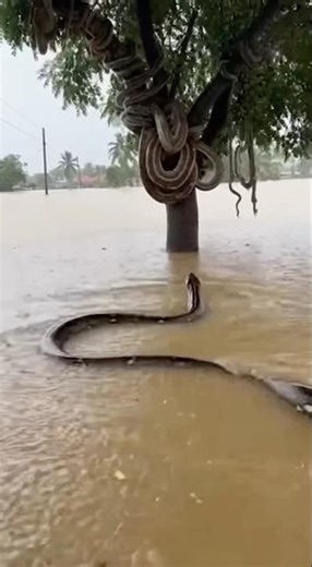 A Tree Full of Snakes During the Floods 😦