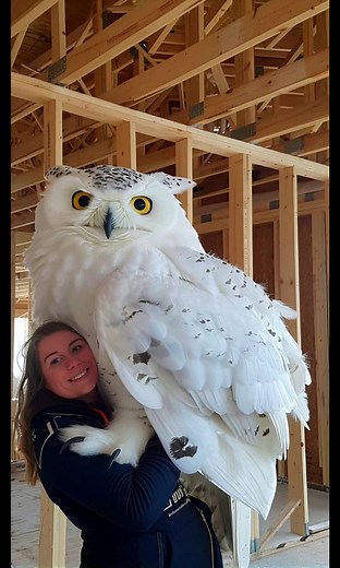Adorable Baby Owl Videos Compilation