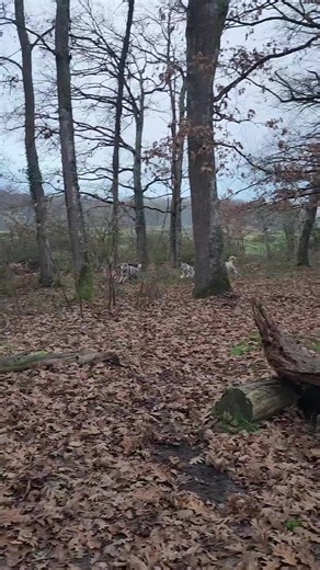 une petite chanson sur le chien loup ❤️❤️❤️