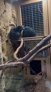 If making multiple trips to the Indoor Zoo in a week is bintu-wrong, we don't want to be right💁 Our binturongs, or bearcats for our nearby Binghamton visitors😉, are just one of the dozens of species who call the Indoor Zoo home during the winter months. The namesake of one of our hometown universities, bearcats are truly incredible animals. They're arboreal in nature and possess a prehensile tail helps make them excellent climbers. They're also famously known for smelling like buttered popcorn