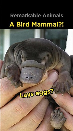 Platypus | The Most Interesting Animal