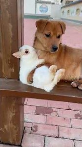 Dogs & Other Pets 🐶🐾 — The Cutest Mixed Crew