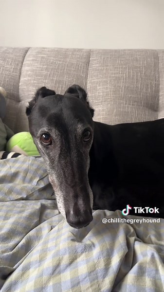 Rescue Dog Braves Stormy Weather