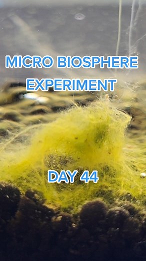 MICRO BIOSPHERE - DAY 44 #moss #mossball #java #worm #bugs #ecosystem #ecosphere #sealed #international #pond #fyp #foryou #foryoupage #daily #new #update #regularshow #follow #trend #wildlife #microscope #viral #trending #tiktok #daphnia #copepod #ostracod #tubifex #shrimp #snail #snails #terrarium #aquarium #jarrarium #love #explore #explorepage #egg #hatch #baby #sealeduniverse