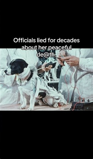 The Heartbreaking Story of Laika #history