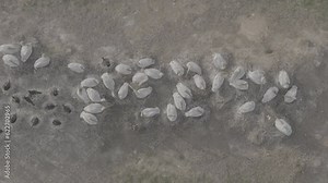 Nesting colony of Curlew Pelicans. Wild birds incubating eggs on nests. An aerial view of the pelican colony. Slow motion video, 10 bit ungraded D-LOG