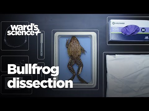 Bullfrog Dissection by Ward's Science