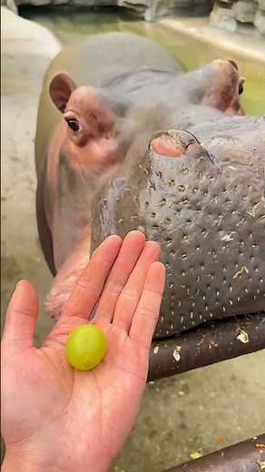 Hippo’s Reaction to Different Foods… The Ending Is Worth Watching! 😳