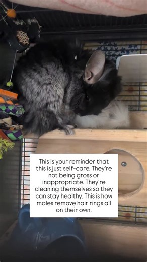 Amber Rose on Instagram: "Male chinchillas get what is called a Hair Ring. This is loose dead fur that gets trapped around the base of their peen and needs to be removed. Healthy males are able to remove it themselves, as shown, but as they age or if they have physical restrictions they may not. Which means you'd have to remove it for them manually. If they didn't do this, they would start to stink, they could restrict blood flow and cause severe medical issues. I mean, look at them. They have l