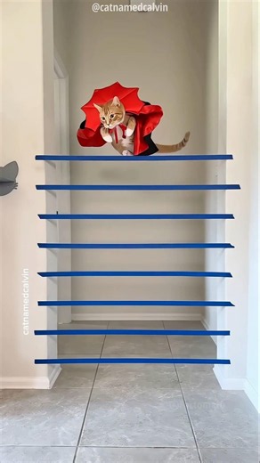 Brave cat #shorts