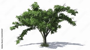 3D animated American Elm tree with wind effect and shadows on white background