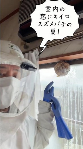 室内にスズメバチ100匹超えの巣…原因はサッシの隙間でした 滋賀のハチ駆除「ジェイ・ワークス」#スズメバチ駆除 #キイロスズメバチ #蜂の巣駆除 #滋賀県 #室内に蜂の巣 #害虫駆除